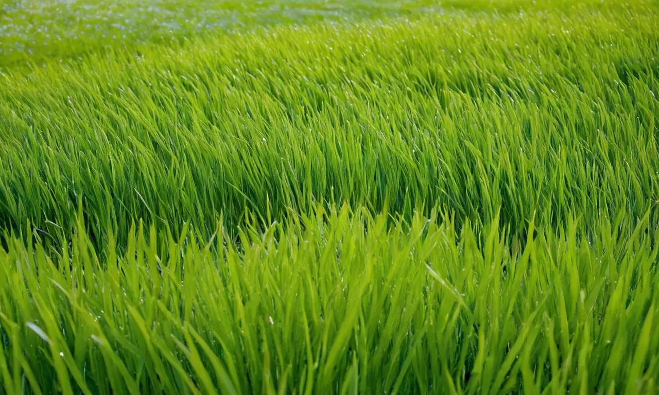 Césped exuberante y jardín sereno bajo sol