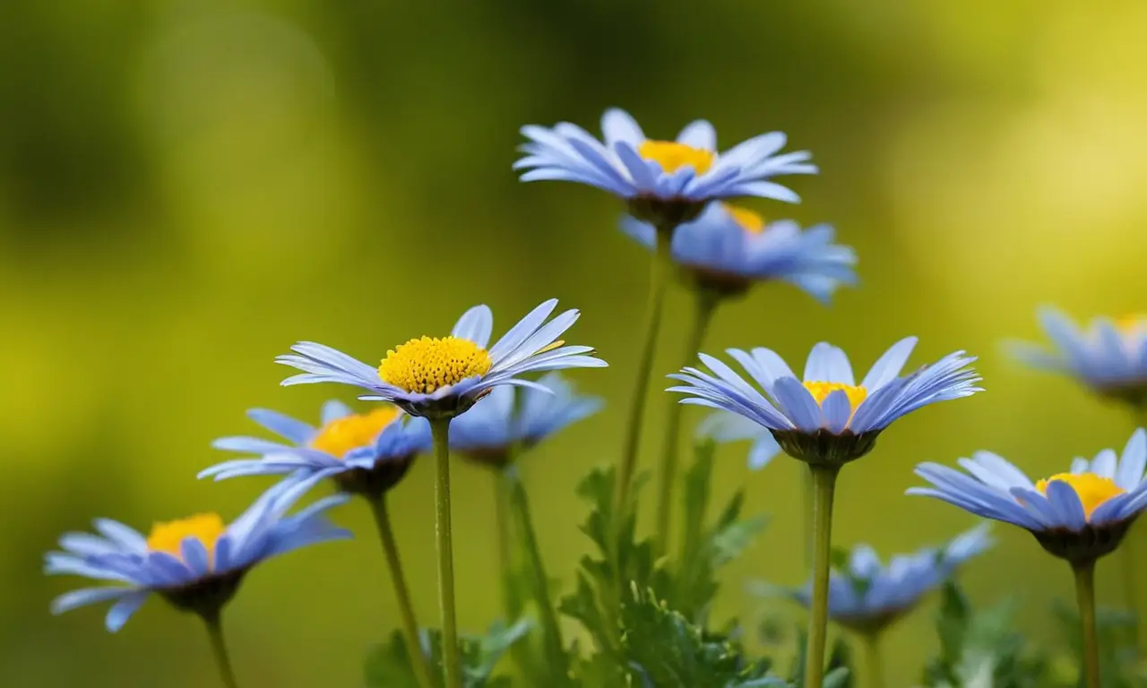 Margaritas azules vibrantes en un jardín natural