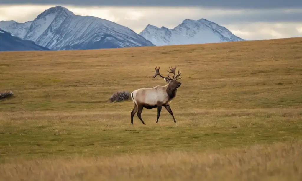 Caribúes en la tundra bajo un cielo azul