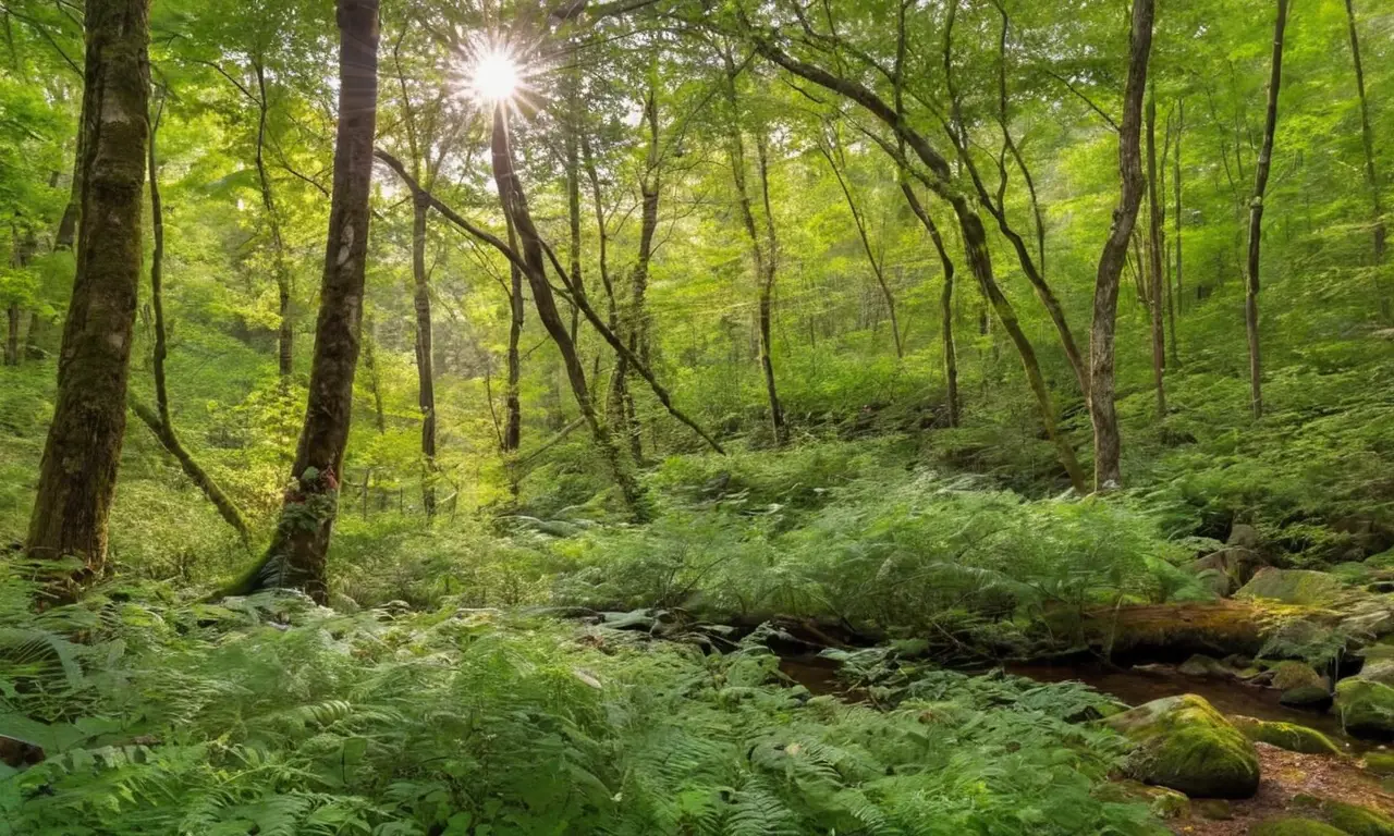 Bosque vibrante invita a la exploración serena